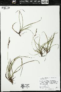 Carex richardsonii image