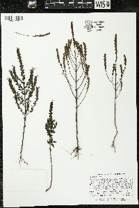 Euphrasia officinalis image