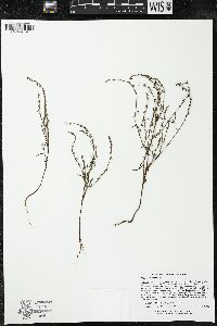 Polygonum douglasii image