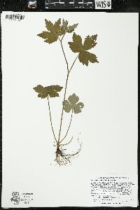 Ranunculus recurvatus var. recurvatus image