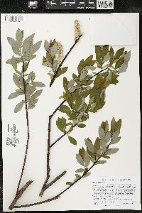 Salix planifolia image