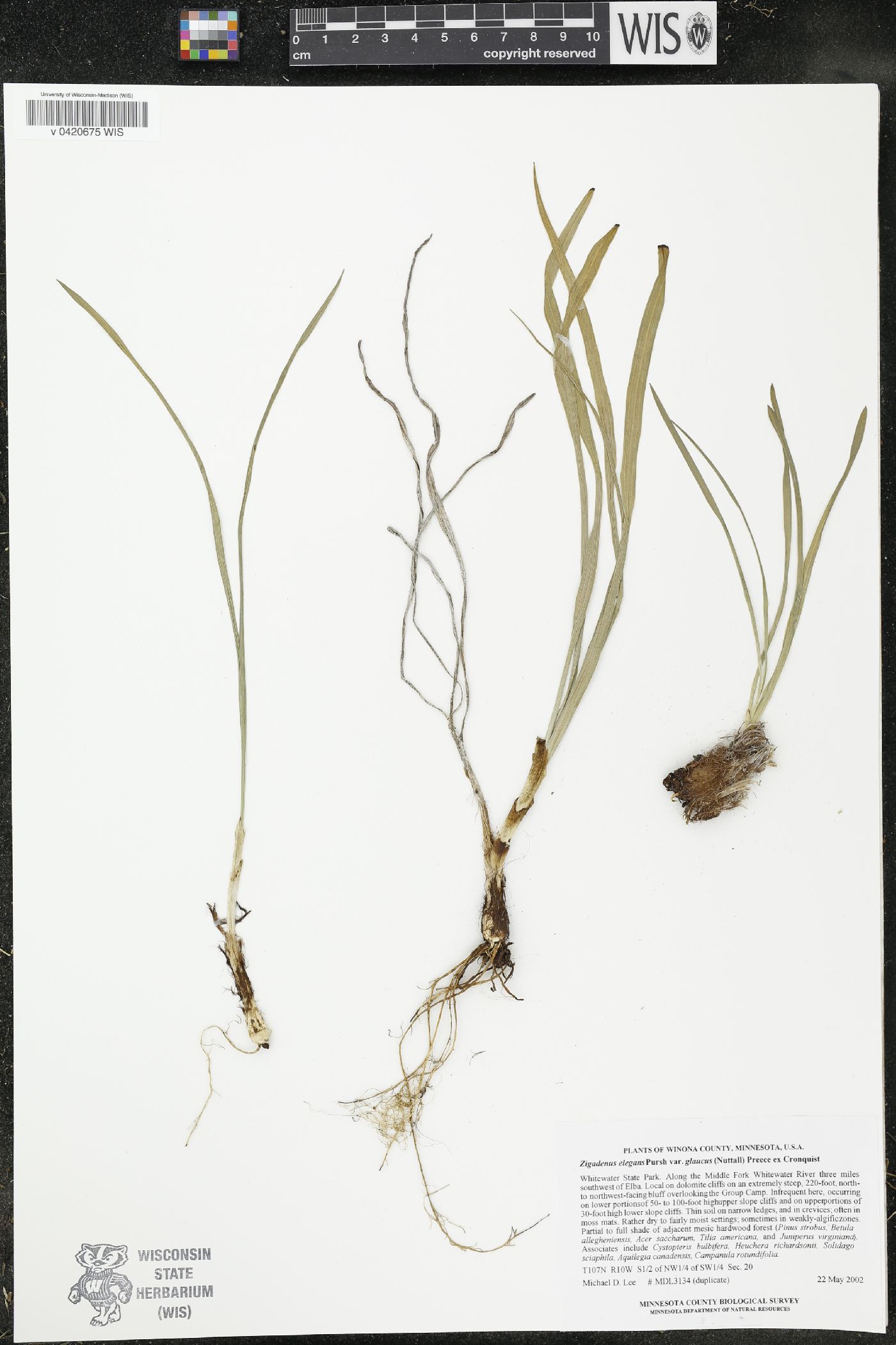 Zigadenus elegans var. glaucus image