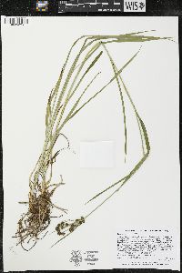 Scirpus hattorianus image