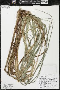 Carex lacustris image