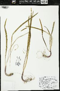 Allium cernuum image