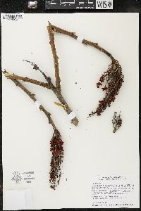 Rhus typhina image