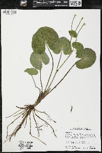 Caltha palustris image