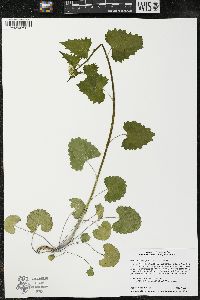 Alliaria petiolata image