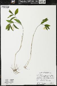 Uvularia sessilifolia image
