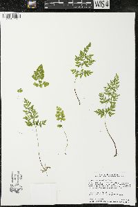 Cryptogramma stelleri image