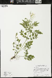 Cardamine impatiens image