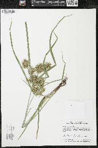 Cyperus engelmannii image