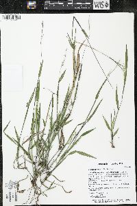 Eriochloa villosa image