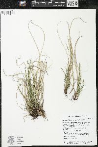 Carex umbellata image