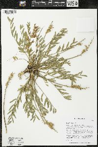 Oxytropis lambertii image