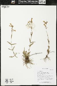 Penstemon gracilis image