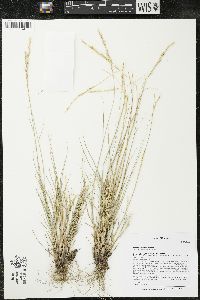Pseudoroegneria spicata image