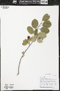 Amelanchier alnifolia image