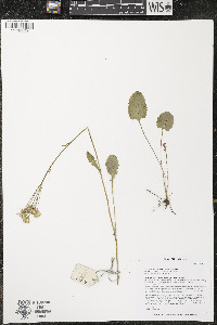 Packera pseudaurea image