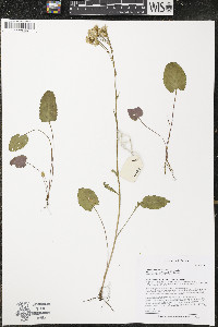 Packera pseudaurea image