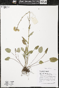 Packera pseudaurea image