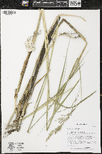 Scolochloa festucacea image