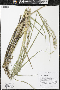 Scolochloa festucacea image