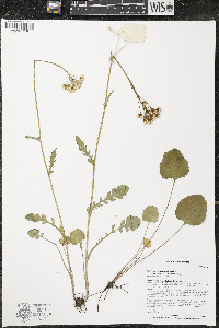 Packera pseudaurea var. semicordata image