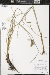 Eriophorum angustifolium image