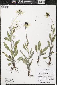 Rudbeckia hirta var. pulcherrima image