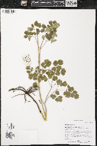 Thalictrum venulosum image