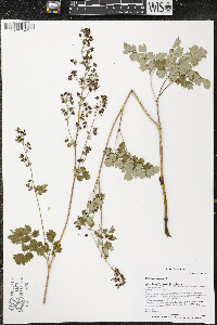 Thalictrum venulosum image