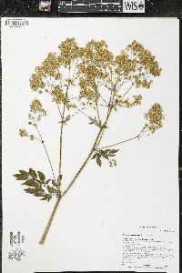 Thalictrum dasycarpum image