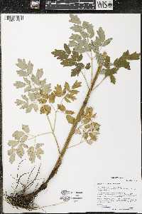 Thalictrum dasycarpum image