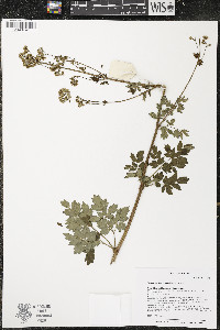 Thalictrum dasycarpum image