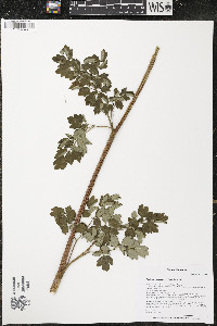 Thalictrum dasycarpum image