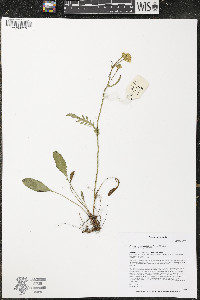 Packera paupercula image