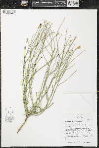 Lygodesmia juncea image