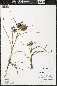 Tradescantia bracteata image