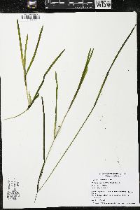 Potamogeton zosteriformis image