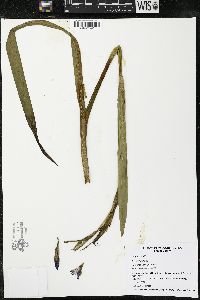 Iris virginica image