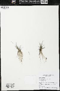 Eriocaulon aquaticum image