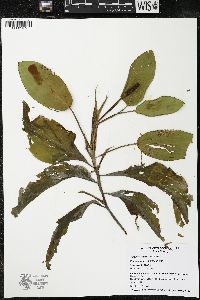 Potamogeton amplifolius image