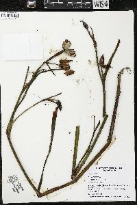 Iris versicolor image