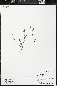 Elodea canadensis image