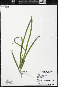 Vallisneria americana image