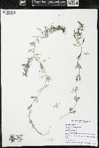 Myriophyllum sibiricum image