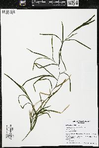 Potamogeton zosteriformis image