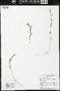 Najas flexilis image