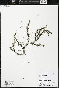 Elodea canadensis image